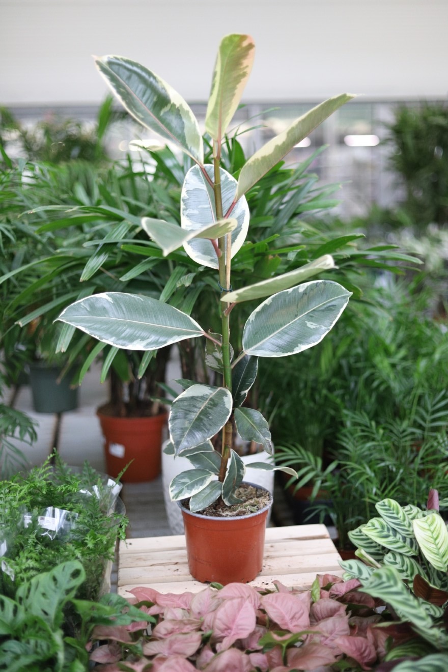 ficus elastica tineke (3).JPG