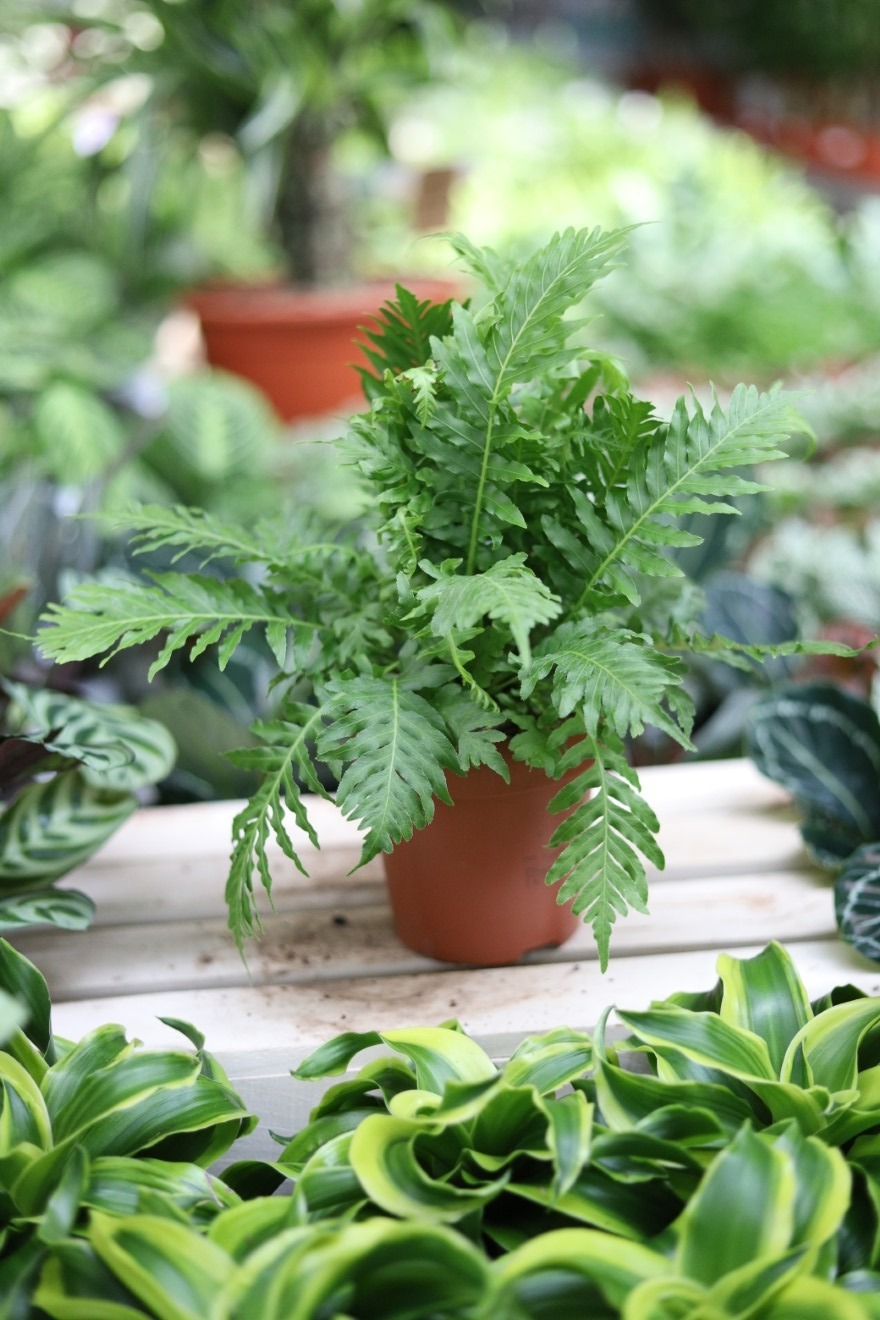 Blechnum gibbum 'Silver Lady' (1).JPG