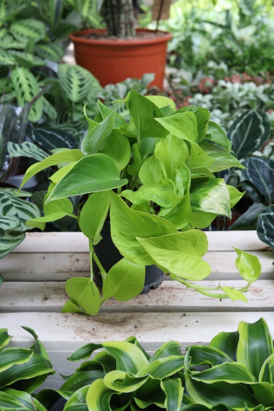 Epipremnum aureum 'Teruno Champs-Elysses' (4).JPG