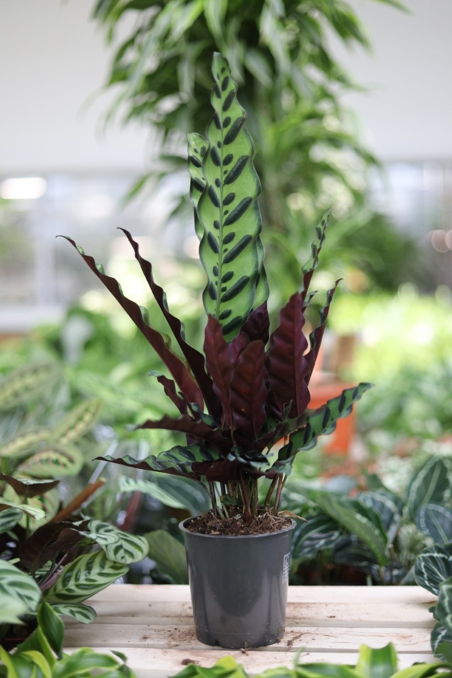 Calathea Lancifolia (Kalatea) (1).JPG