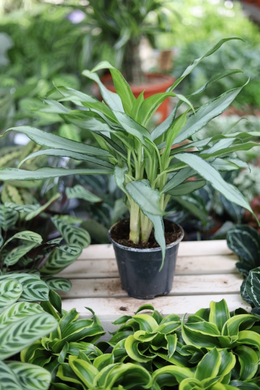 Aglaonema White Lance (1).JPG