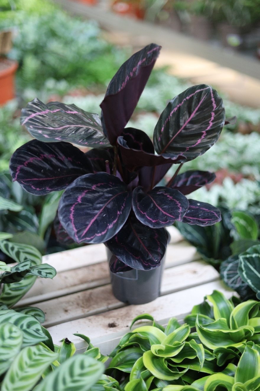Calathea roseopicta Dottie (Kalatea) (3).JPG