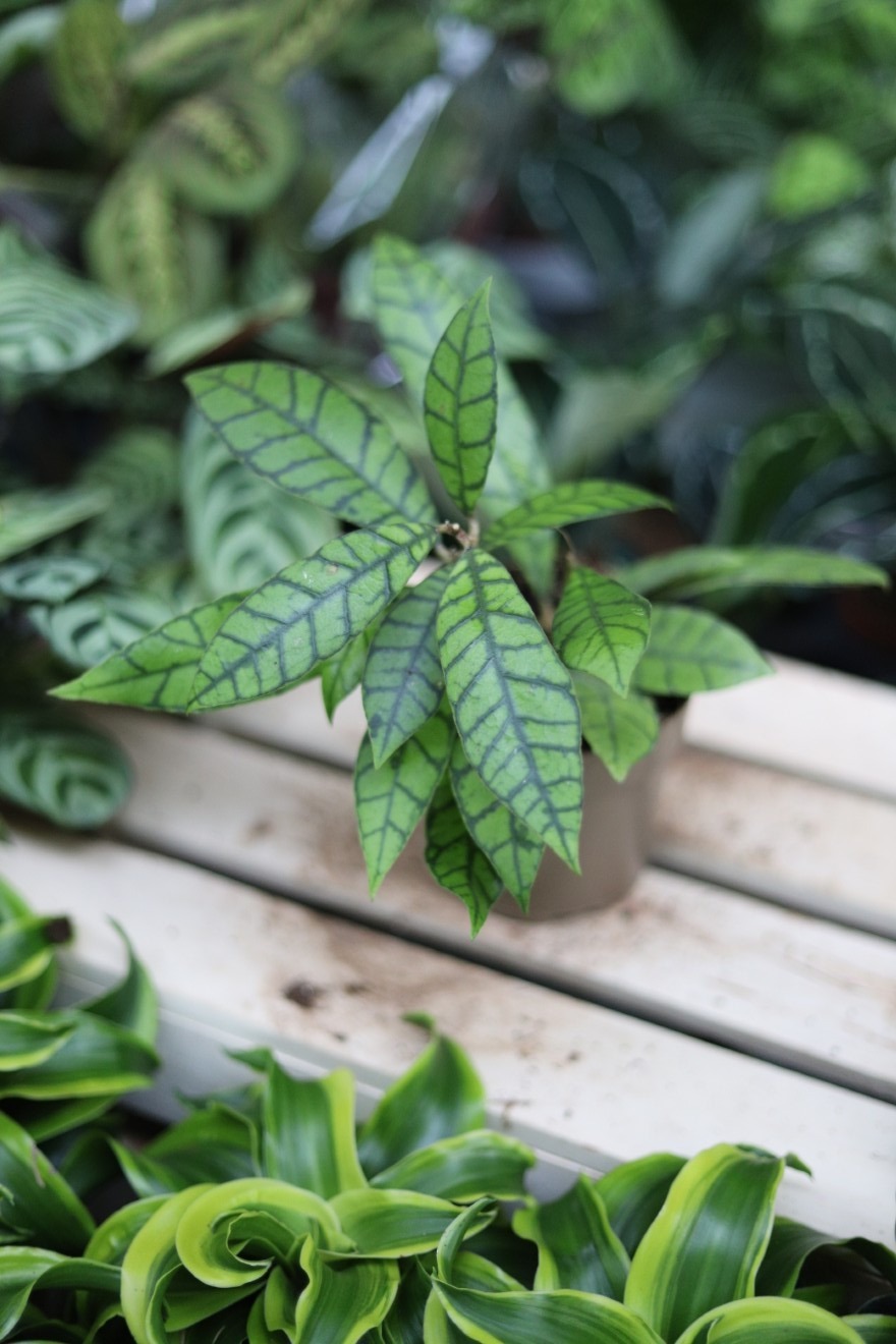 Hoya callistophylla KAL (Hoja) (1).JPG